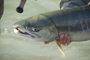 Chum Salmon