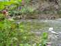 Salmonberry Blooms